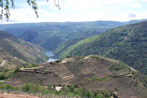 Typical terracing in Ribeira Sacra