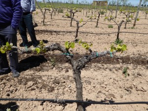 A2 P1000028 Knarled vine