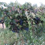 Mustigillo October 2019