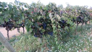 Mustigillo October 2019