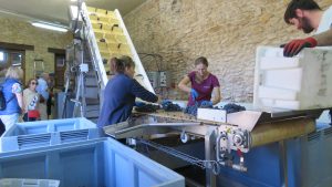 Mustigillo October 2019